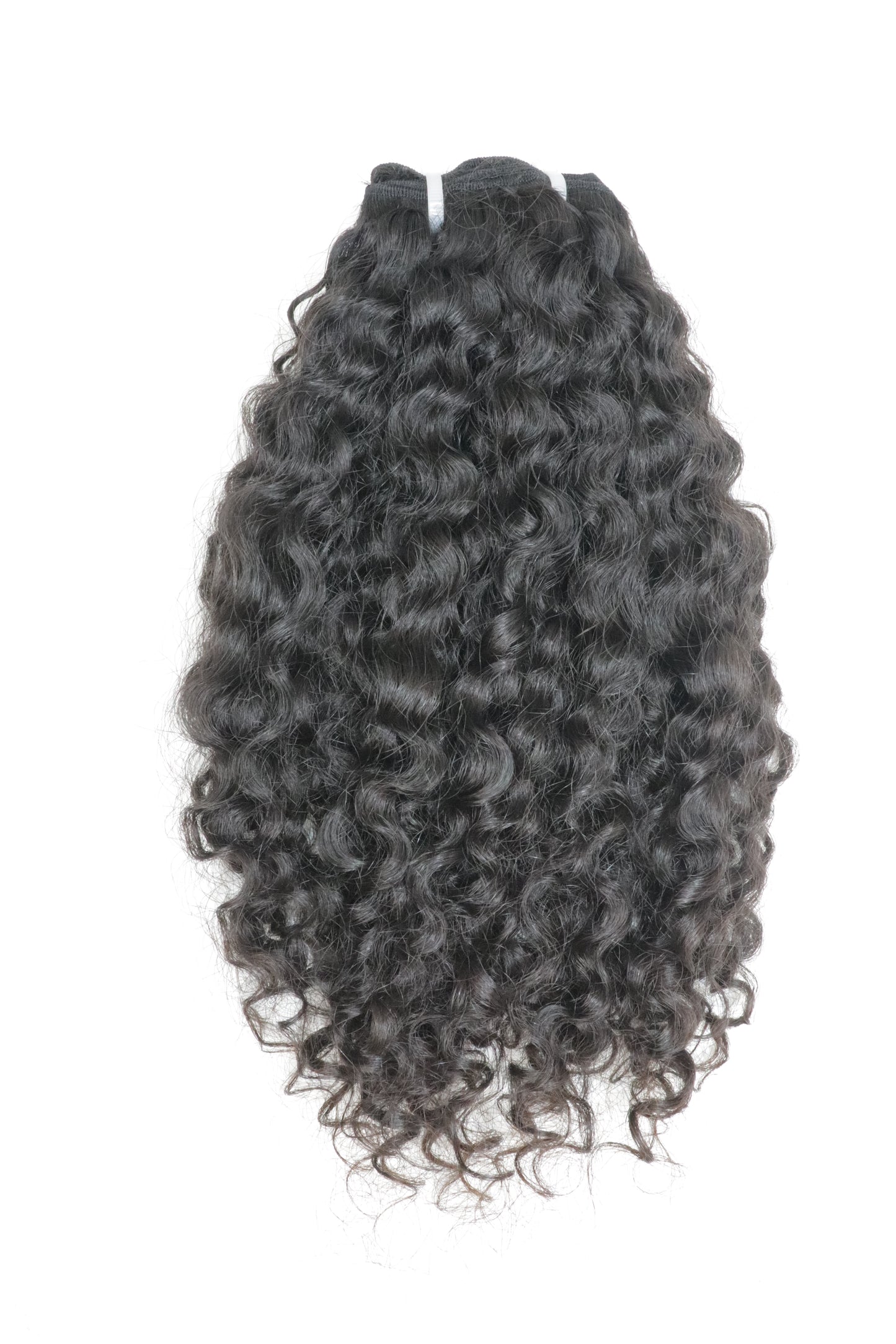 Burmese Curly